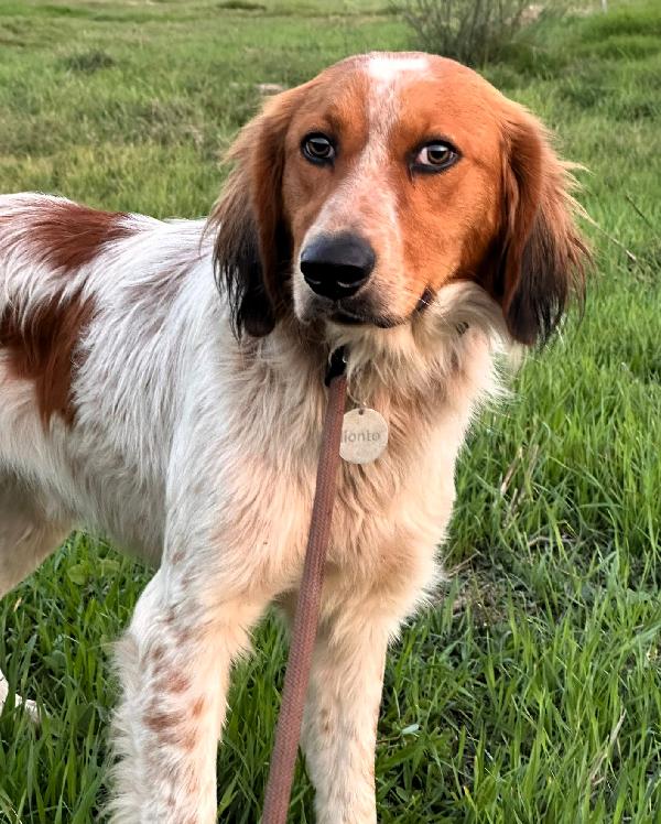 LEO LUIGI  PAPRIKA CERCANO CASA Foto 2